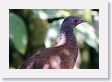 LaPaz - 017 * Gray-headed Chachalaca * Gray-headed Chachalaca